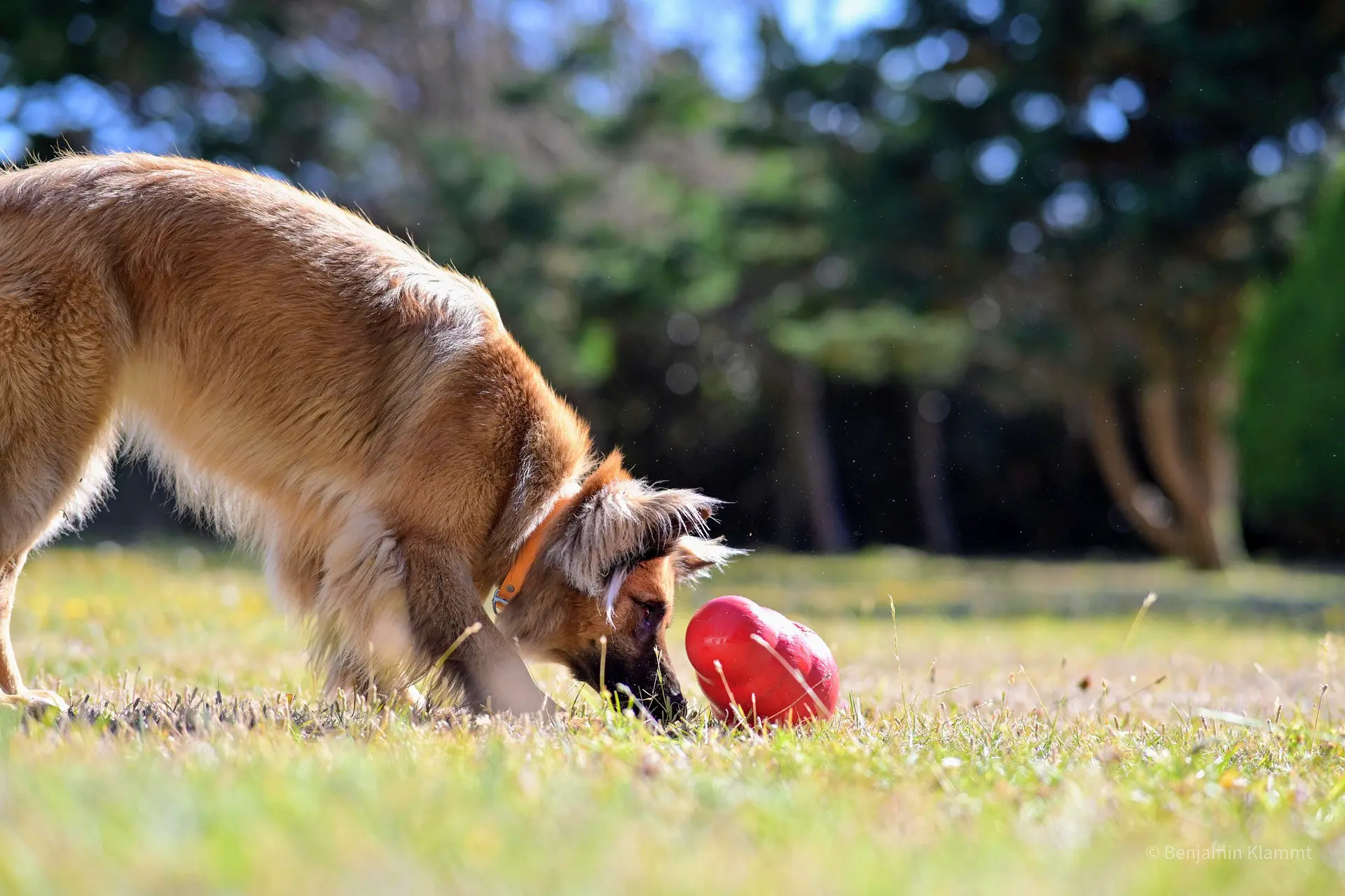 heavy duty collar for dogs